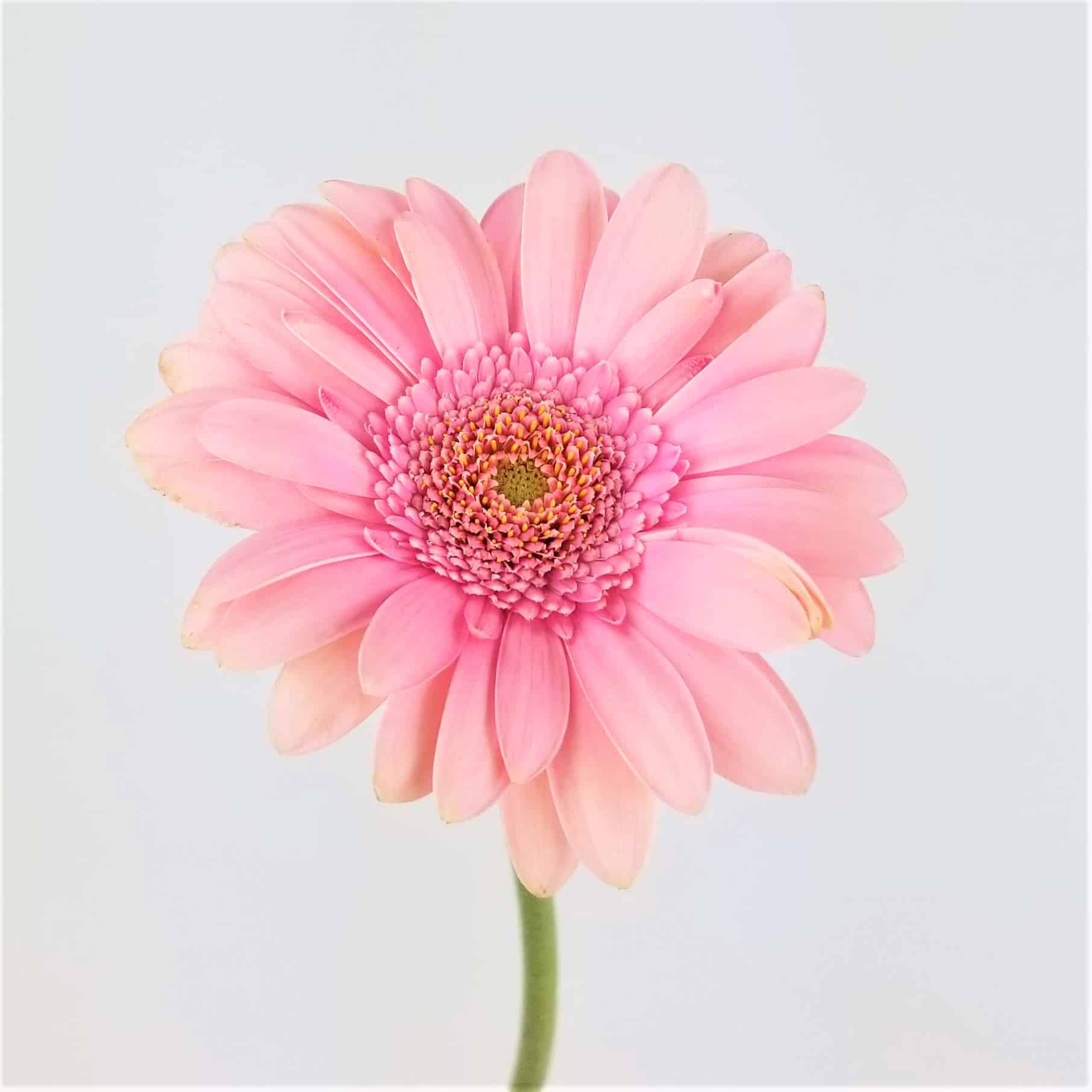 Atado de Gerberas
