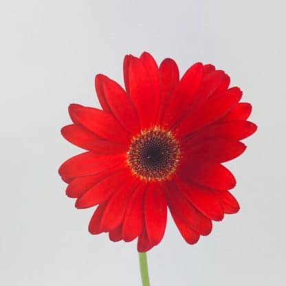 Atado de Gerberas