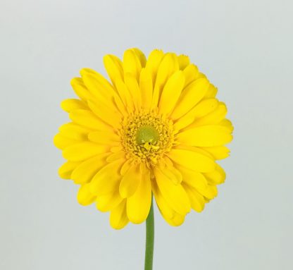 Atado de Gerberas
