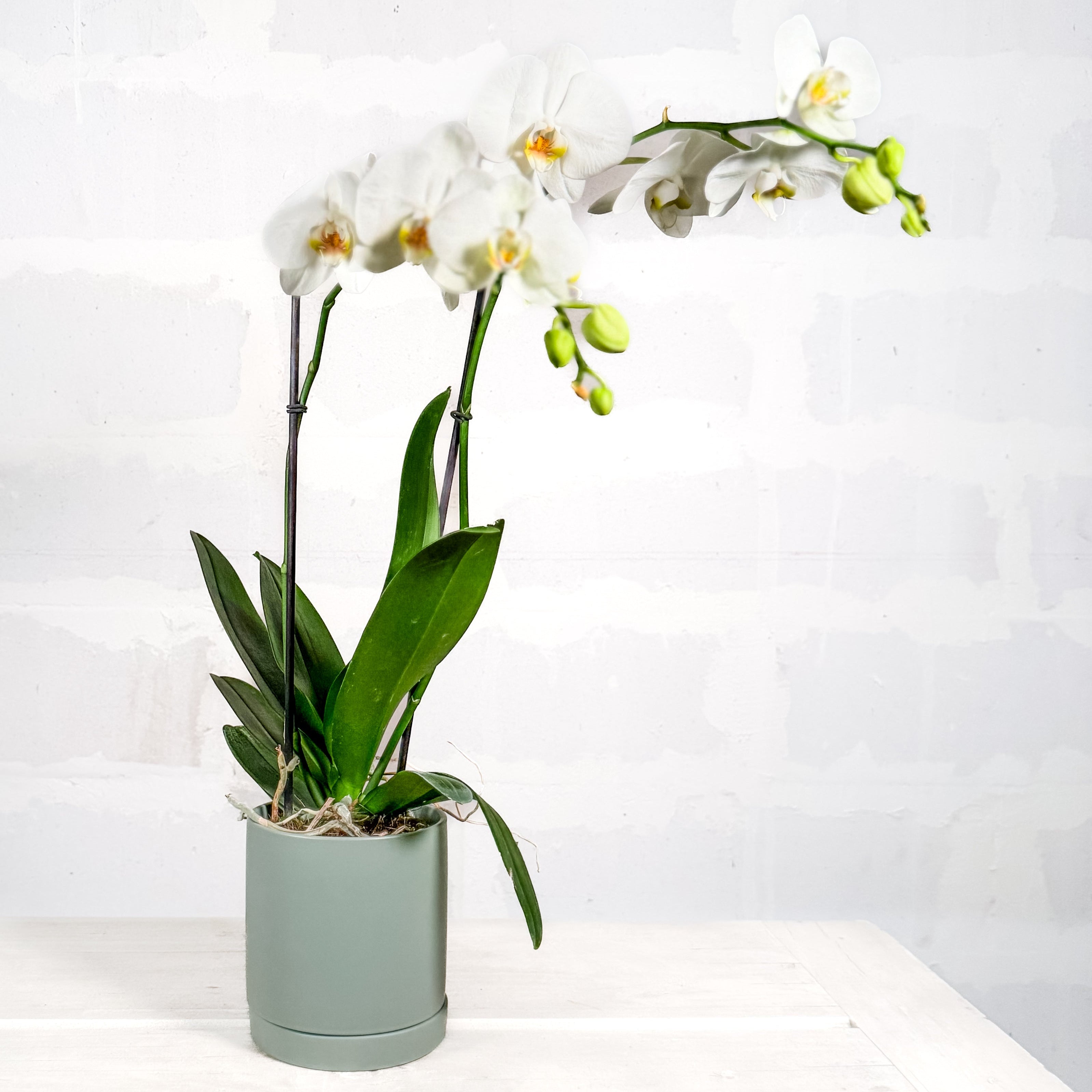 Orquídea en base Romey DM