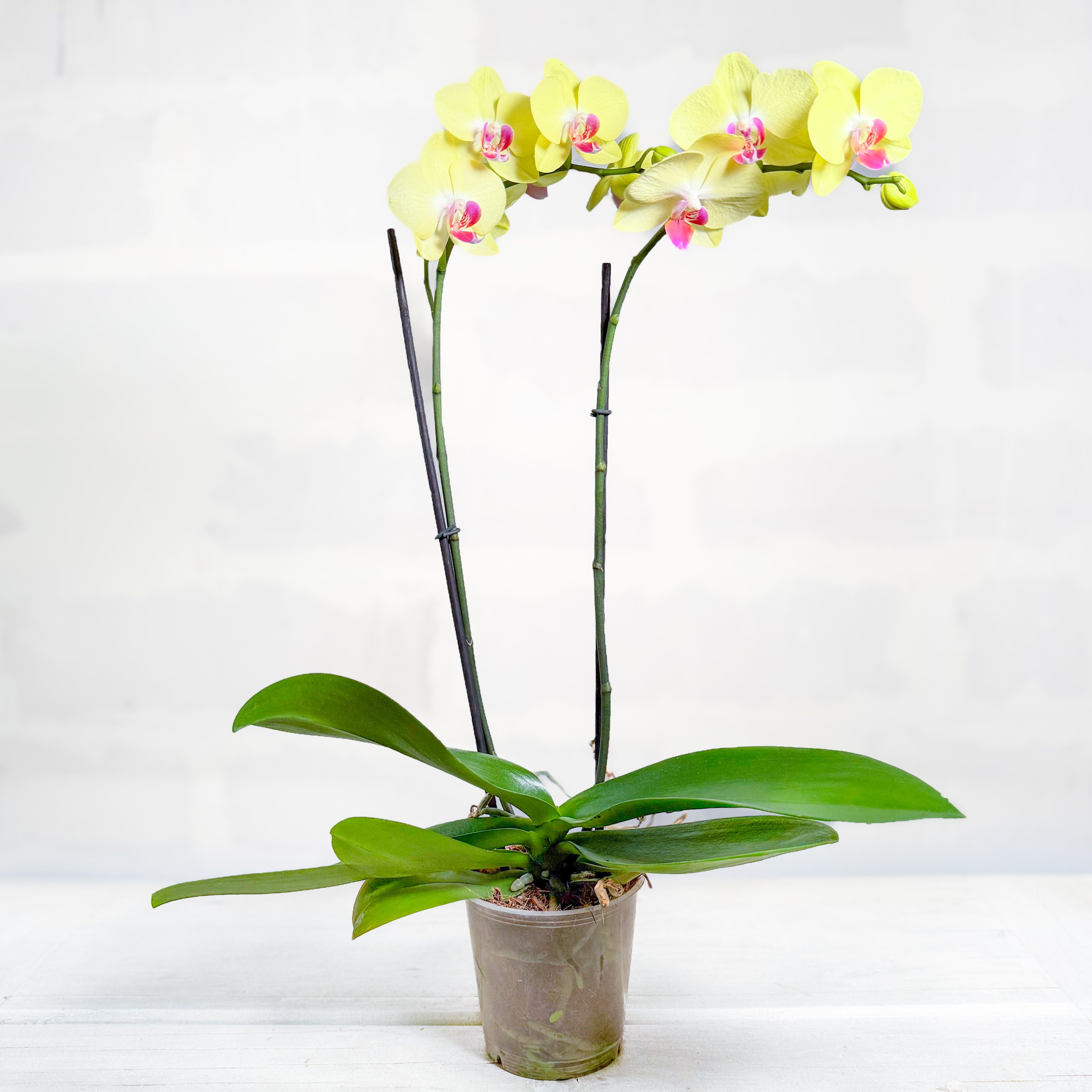 Orquídea