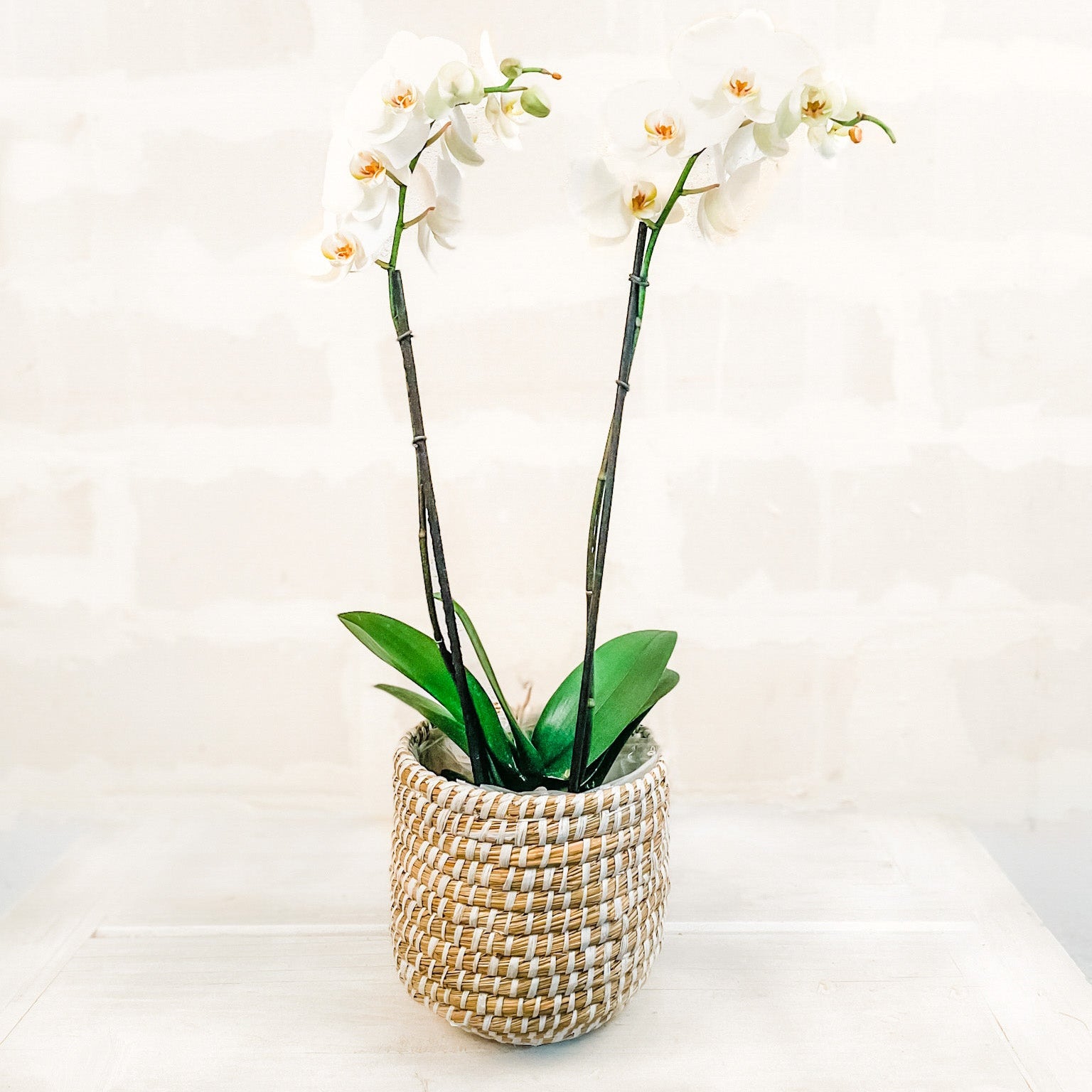 Orquídea en Canasta DM