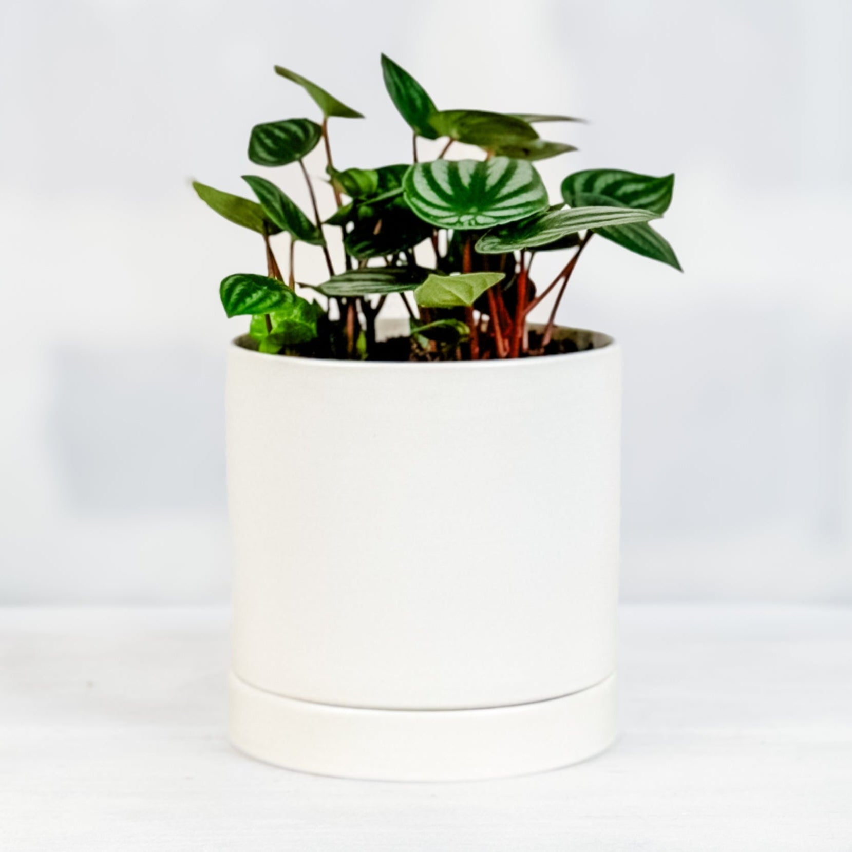 Cascara de Sandía