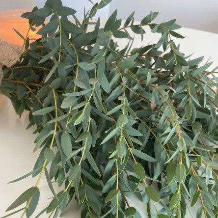 Eucalipto parvifolia fresco en bonche, follaje natural para complementar arreglos florales, entrega a domicilio en Nuevo Laredo