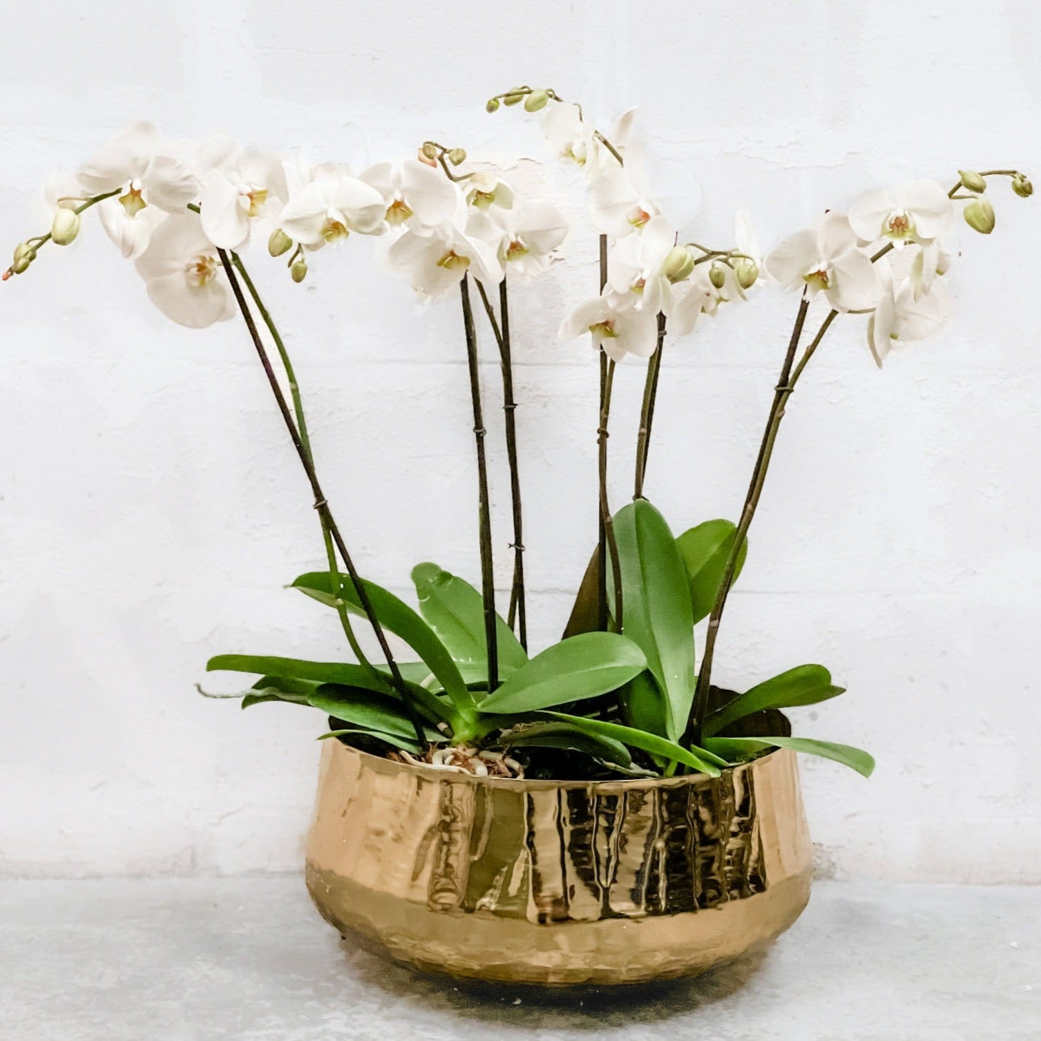 Orquídea en base dorada
