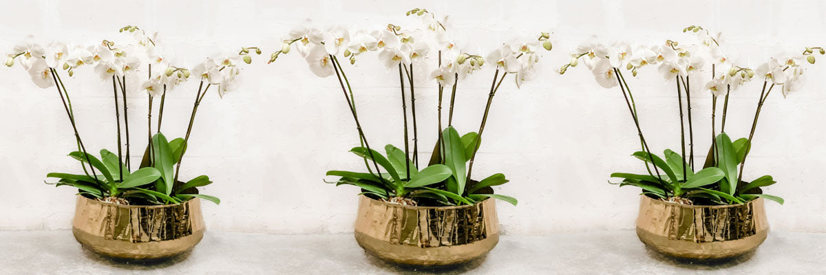 Orquídeas