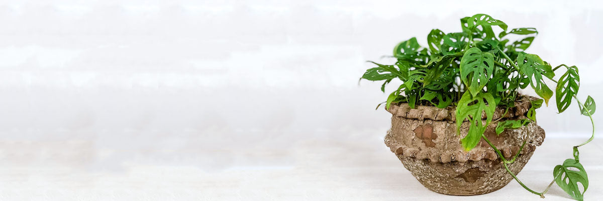 Plantas