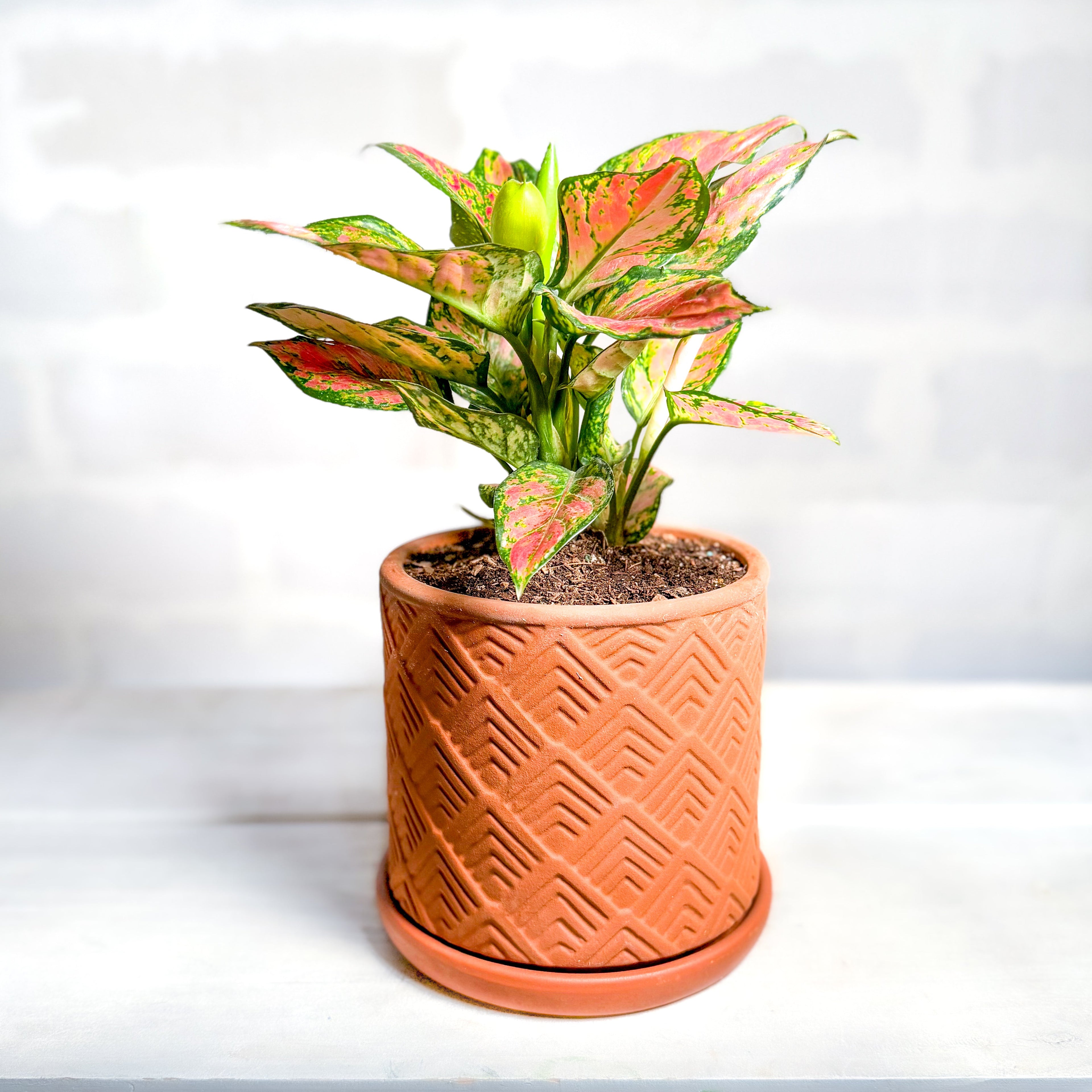 Aglaonema