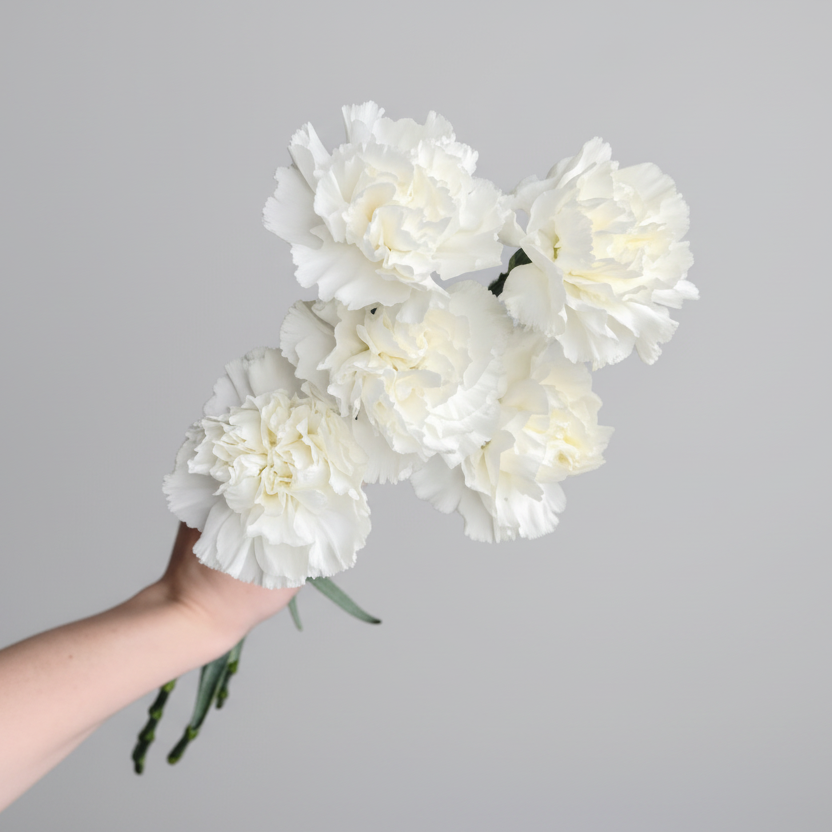 Clavel Blanco | Flor Suelta Nuevo Laredo — Paola Flores y Casa