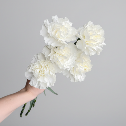 Clavel Blanco | Flor Suelta Nuevo Laredo — Paola Flores y Casa