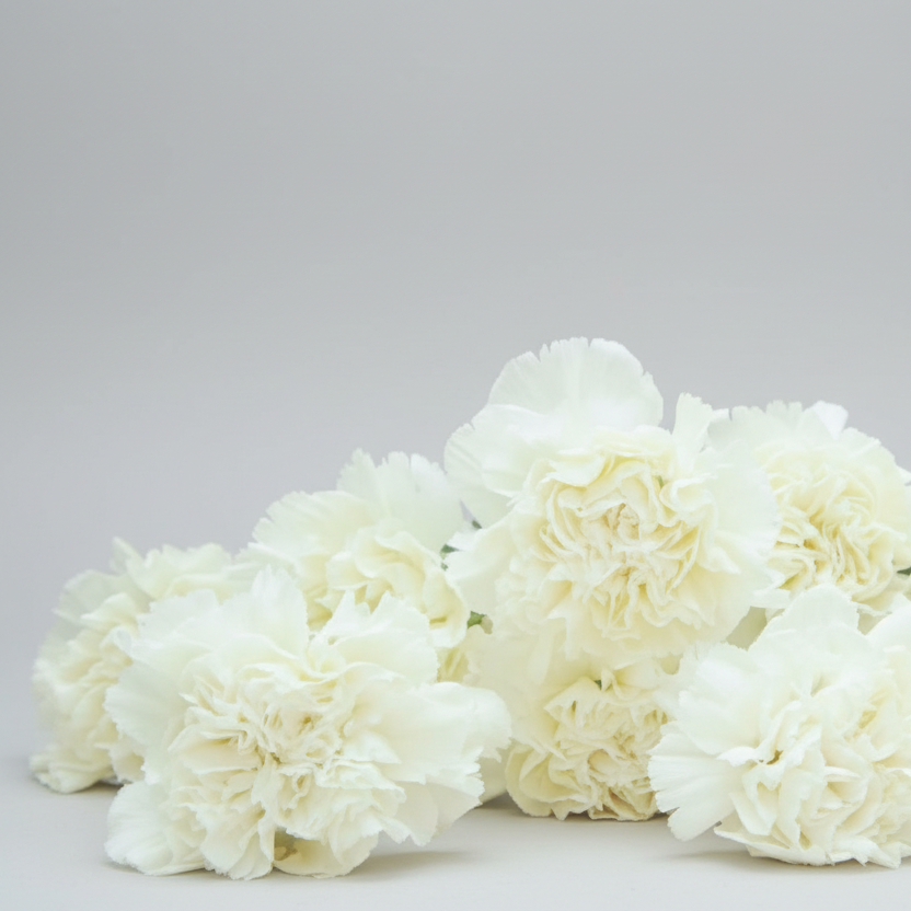 Clavel Blanco | Flor Suelta Nuevo Laredo — Paola Flores y Casa