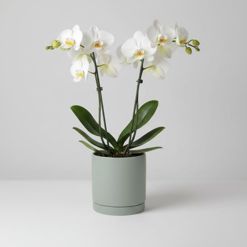 Orquidea en base Romey