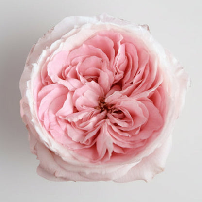 Rosa Garden | 12 tallos