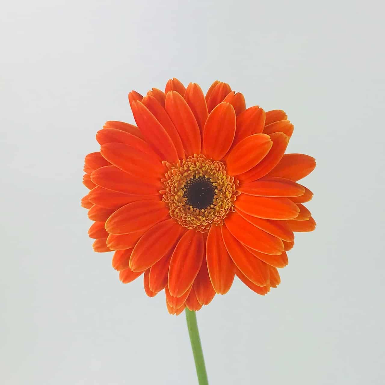 Atado de Gerberas