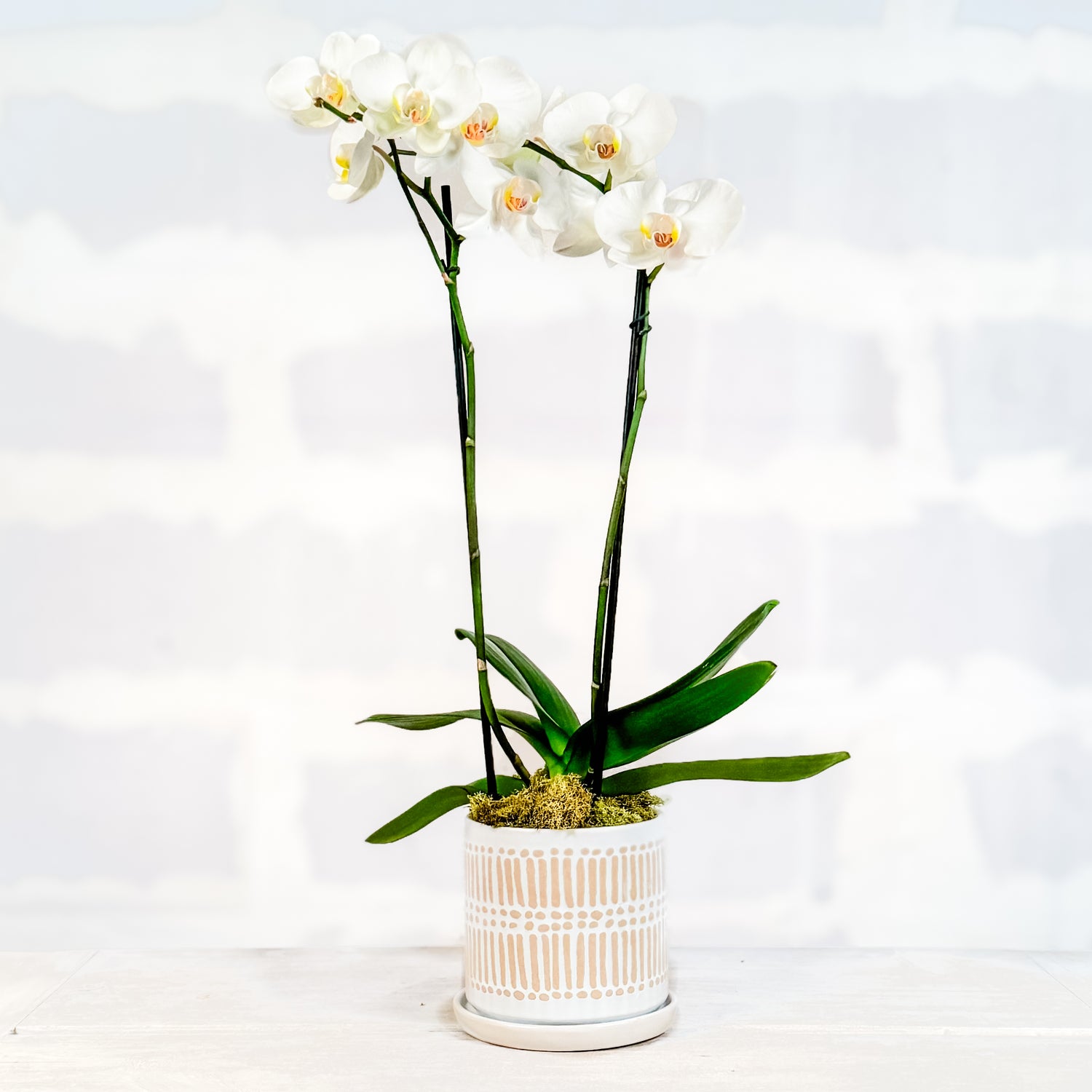 Orquidea Linden