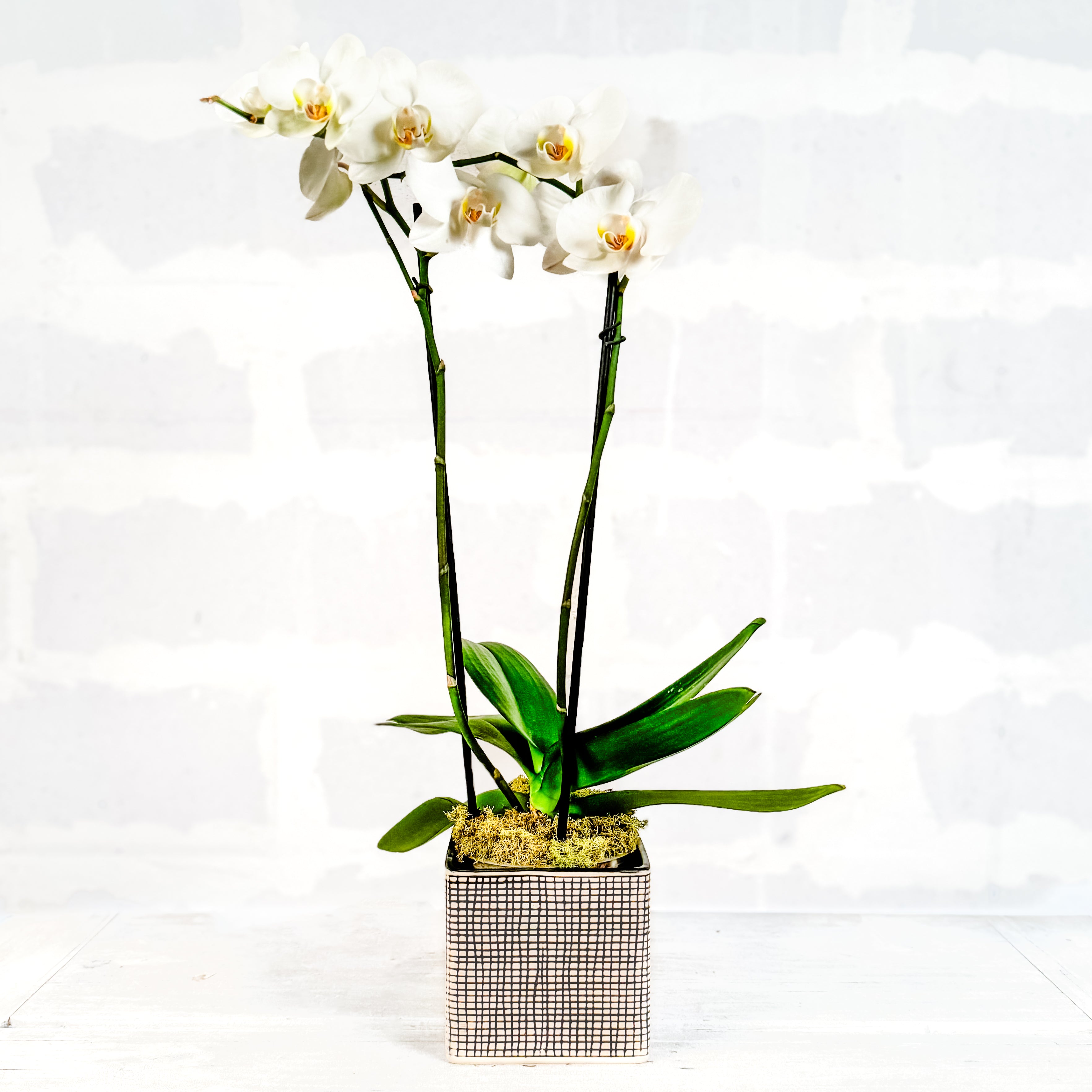 Orquidea en base cuadricula