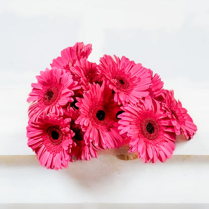 Atado de Gerberas
