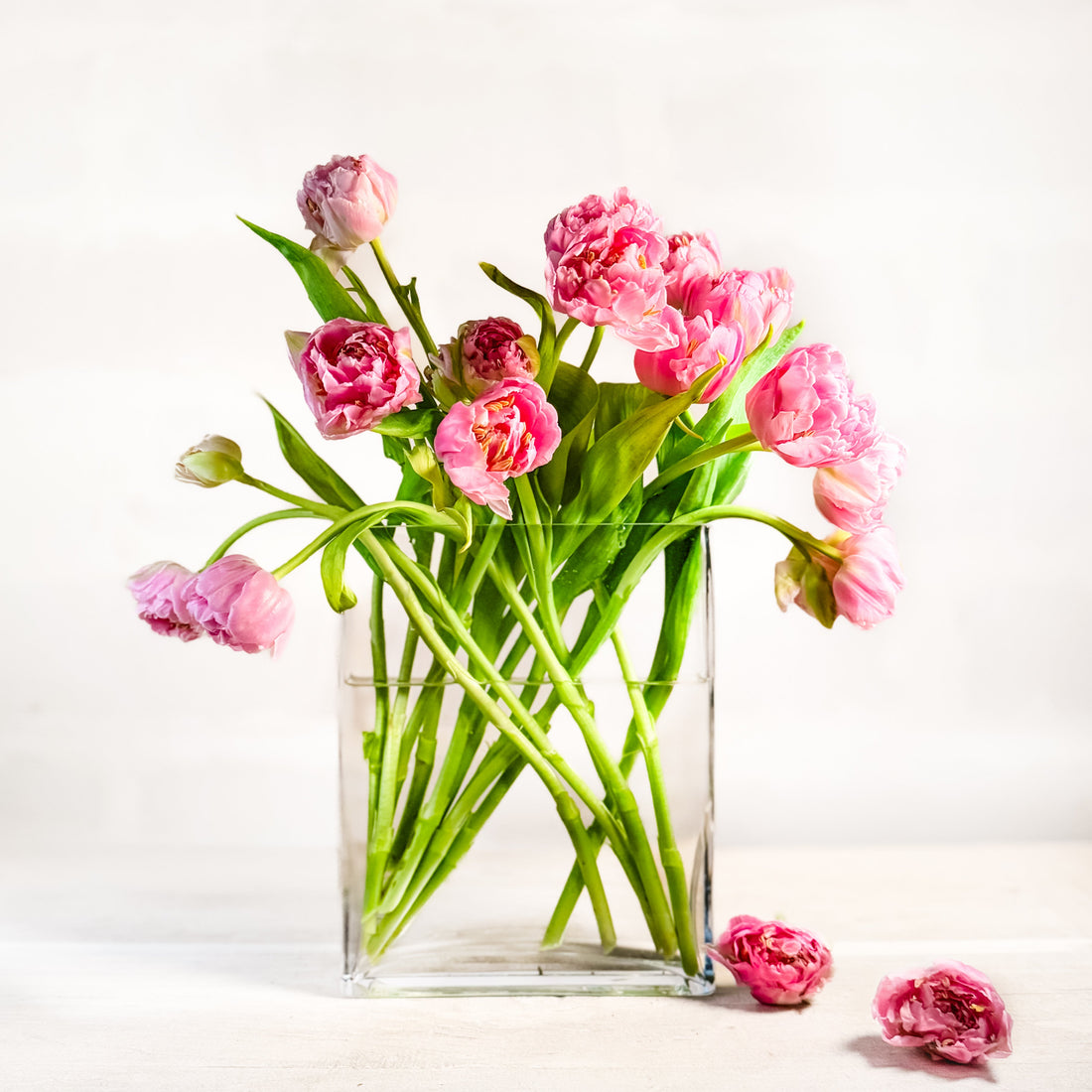 Tulipan Peony