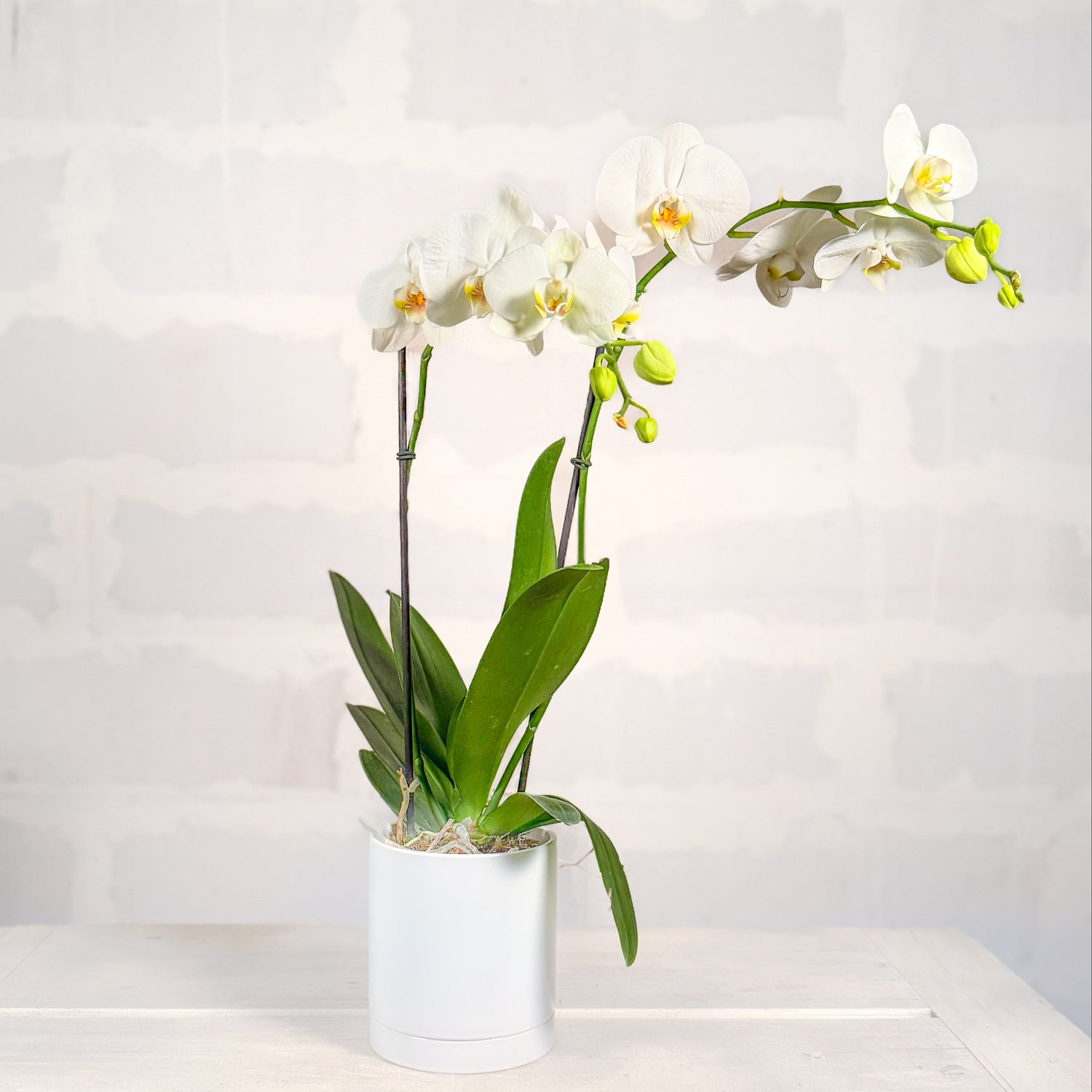 Orquídea en base Romey DM
