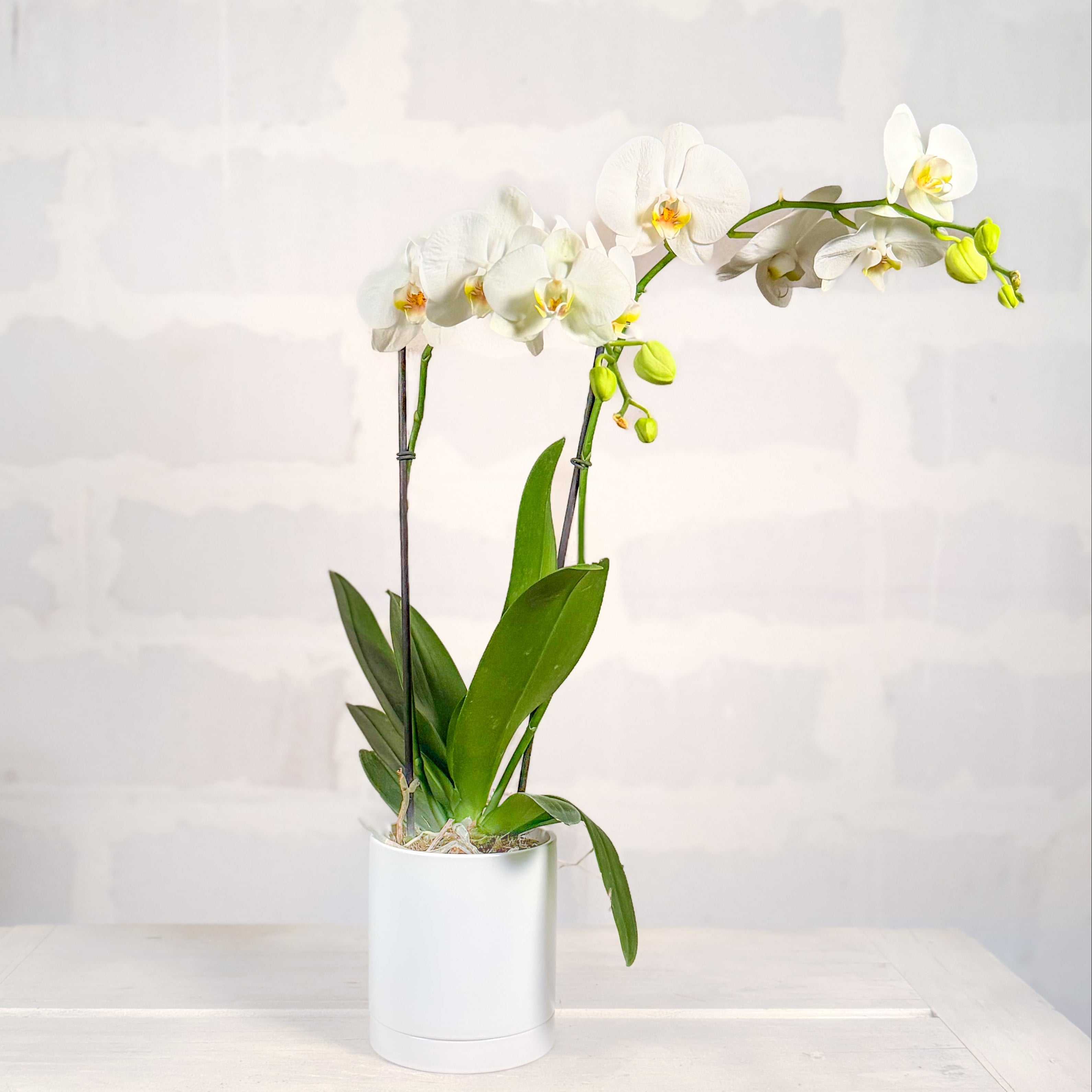 Orquídea en base Romey DM