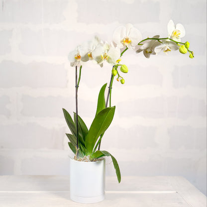 Orquídea en base Romey DM