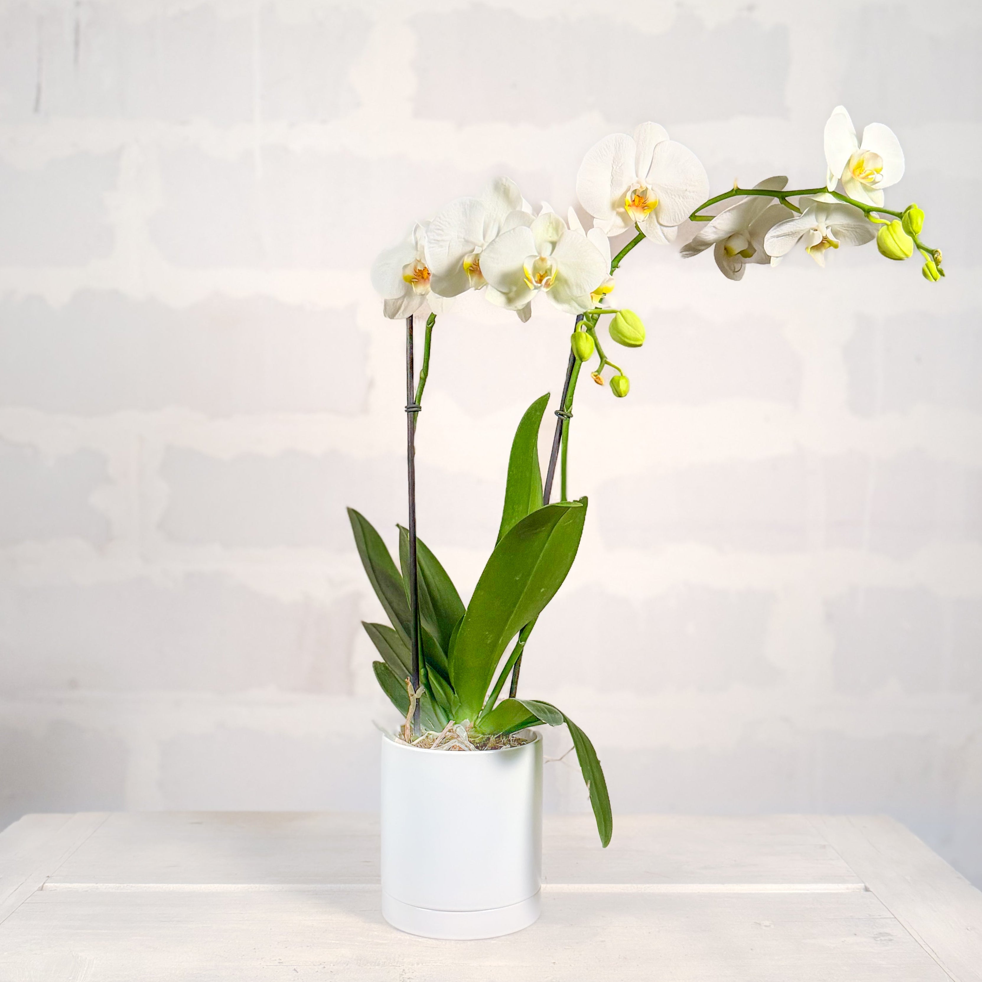 Orquidea en base Romey