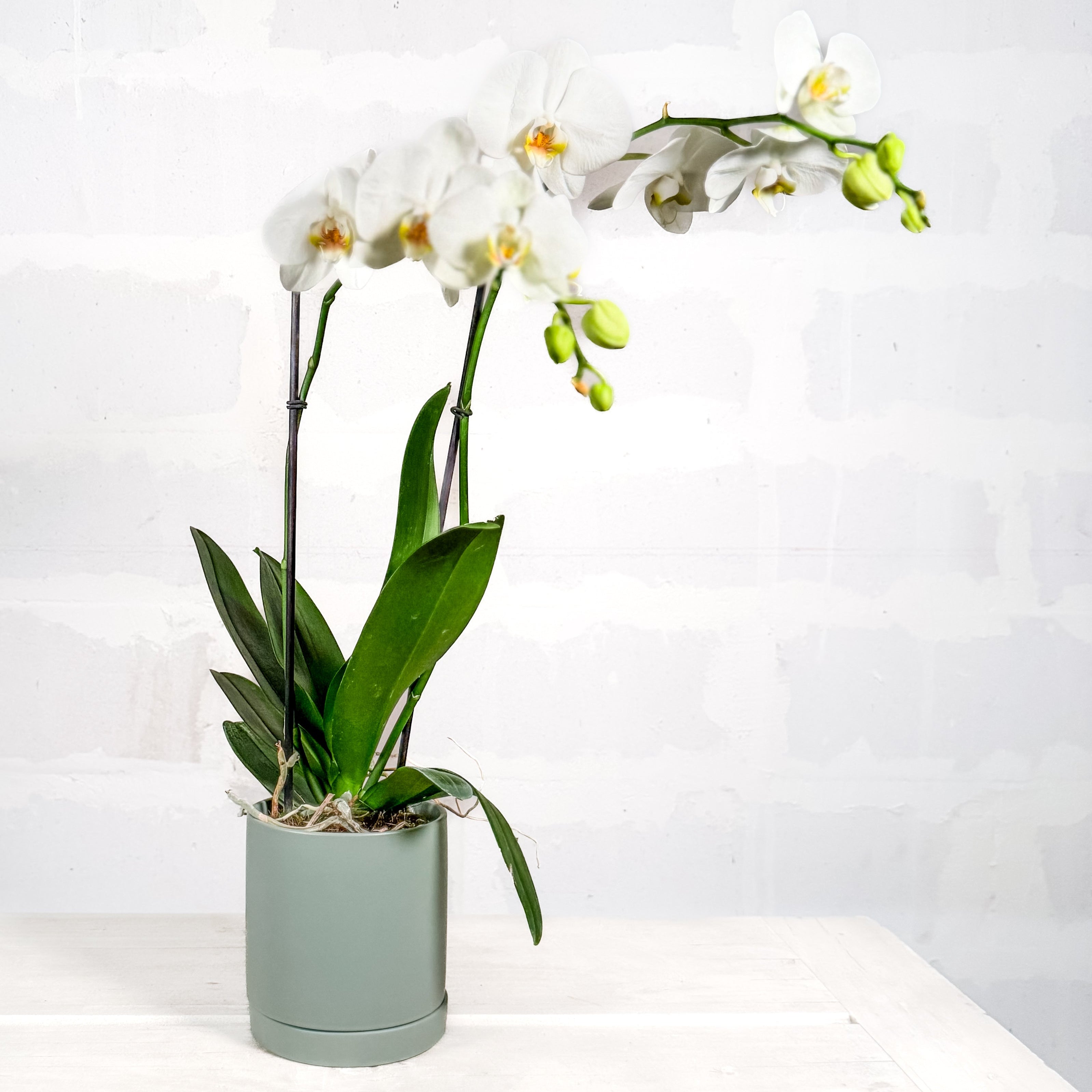 Orquidea en base Romey