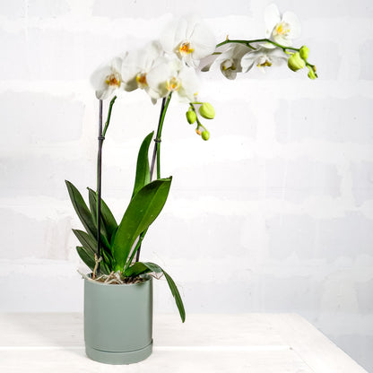 Orquidea en base Romey