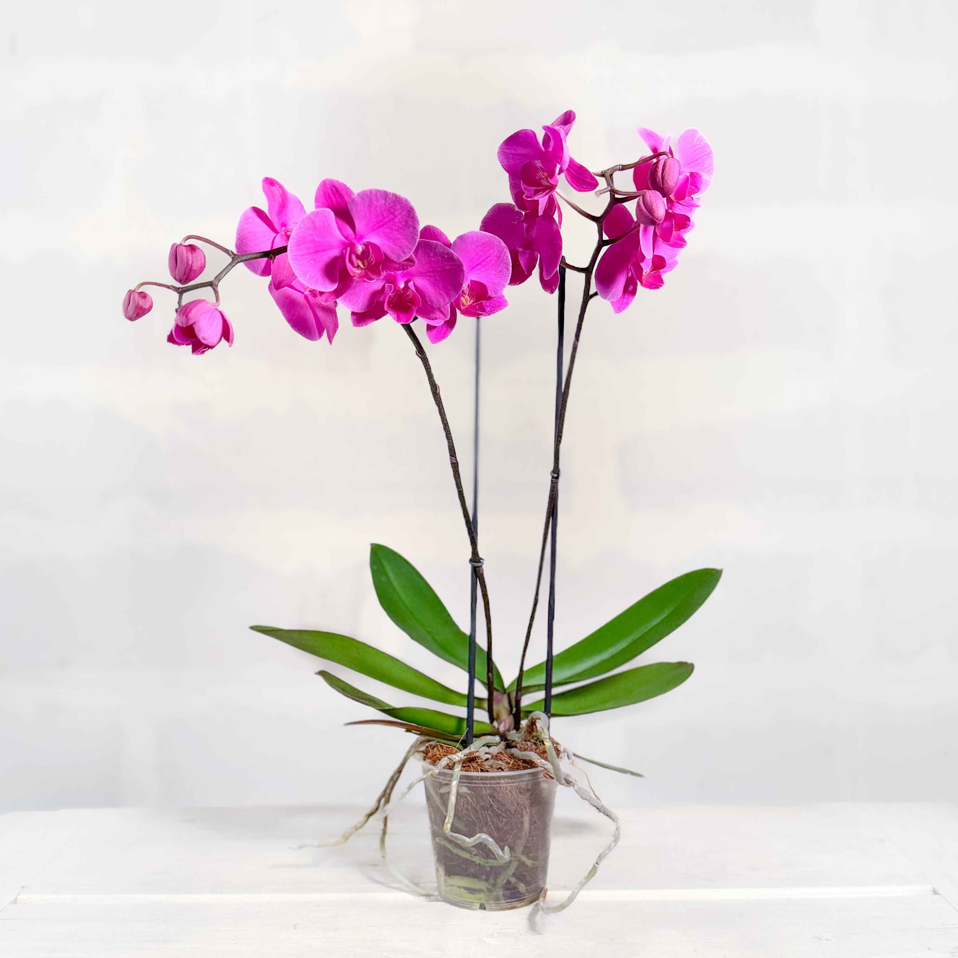 Orquídea