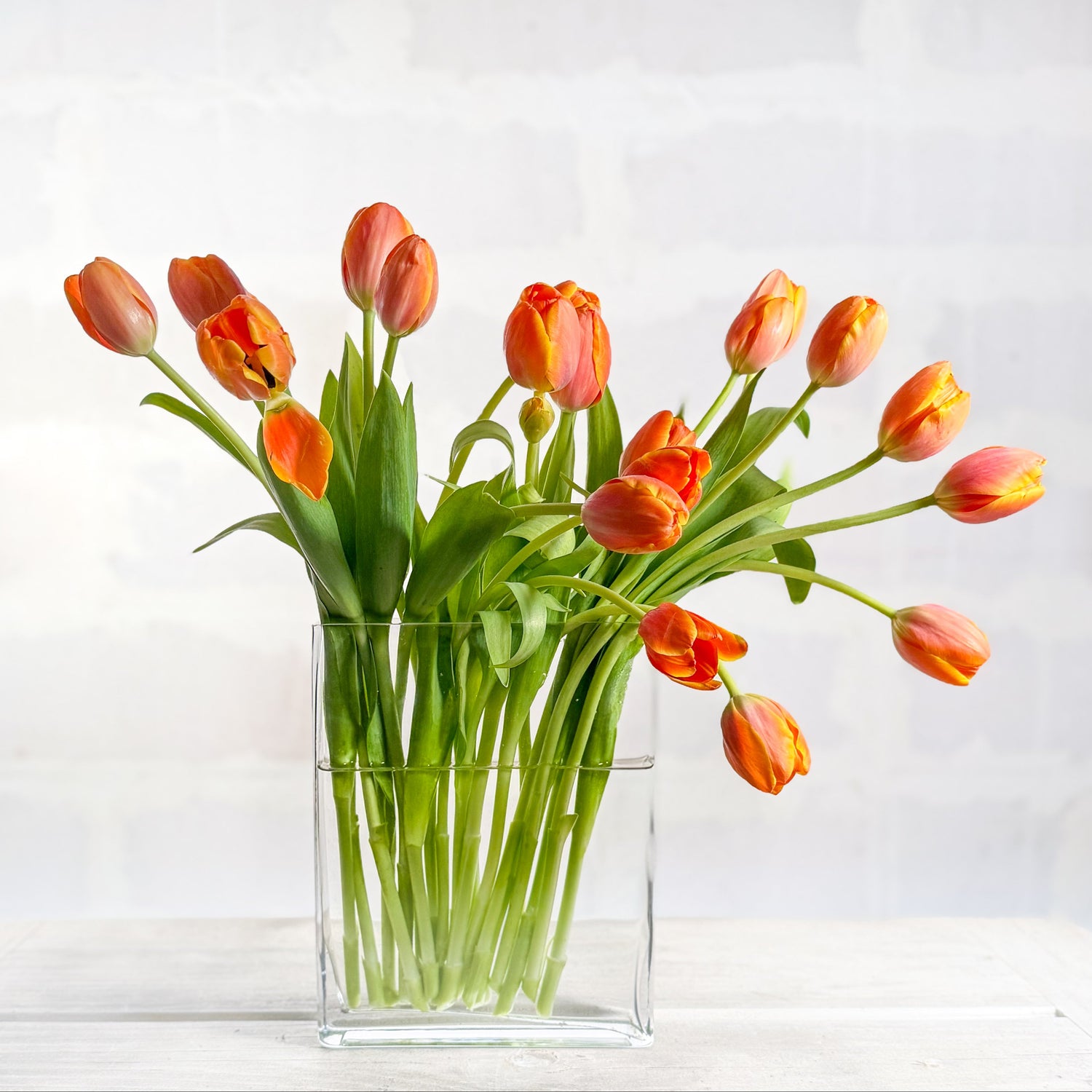 Tulipana DM