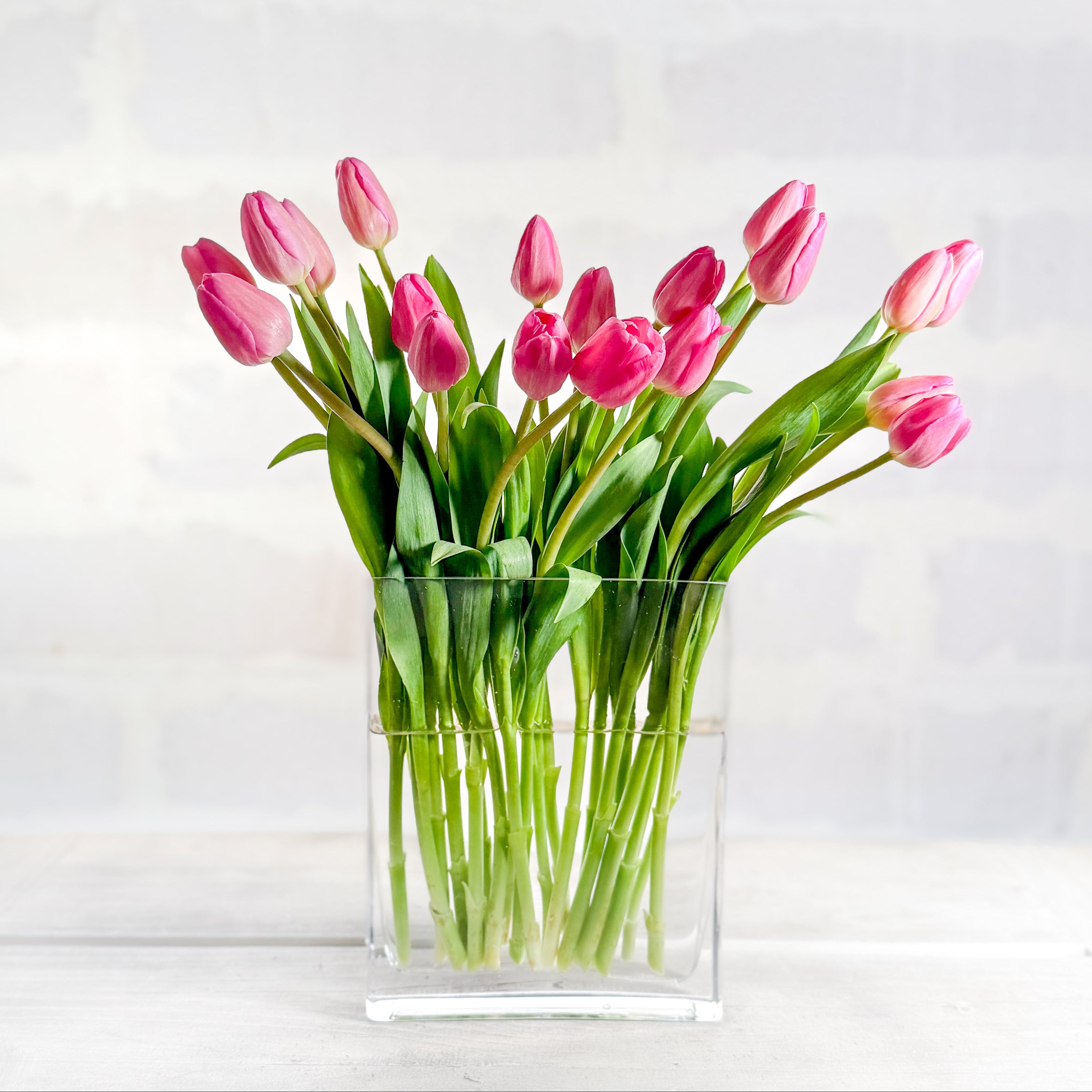 Tulipana DM