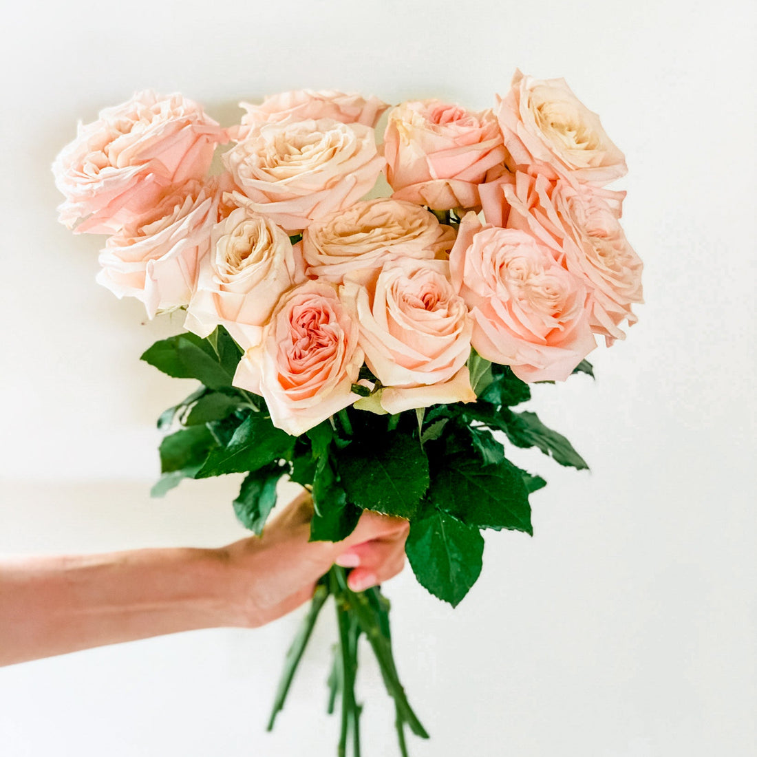 Atado de 12 Rosas Inglesas