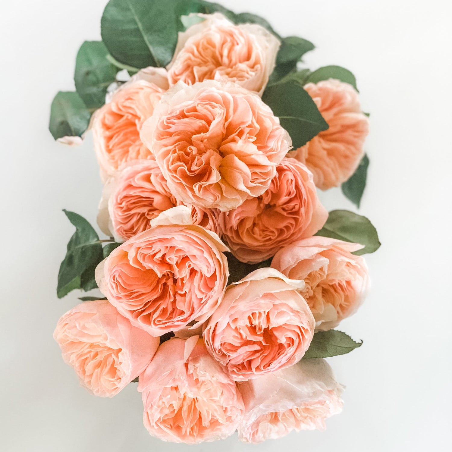 Rosa Inglesa | 12 tallos