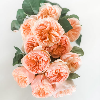 Rosa Inglesa | 12 tallos
