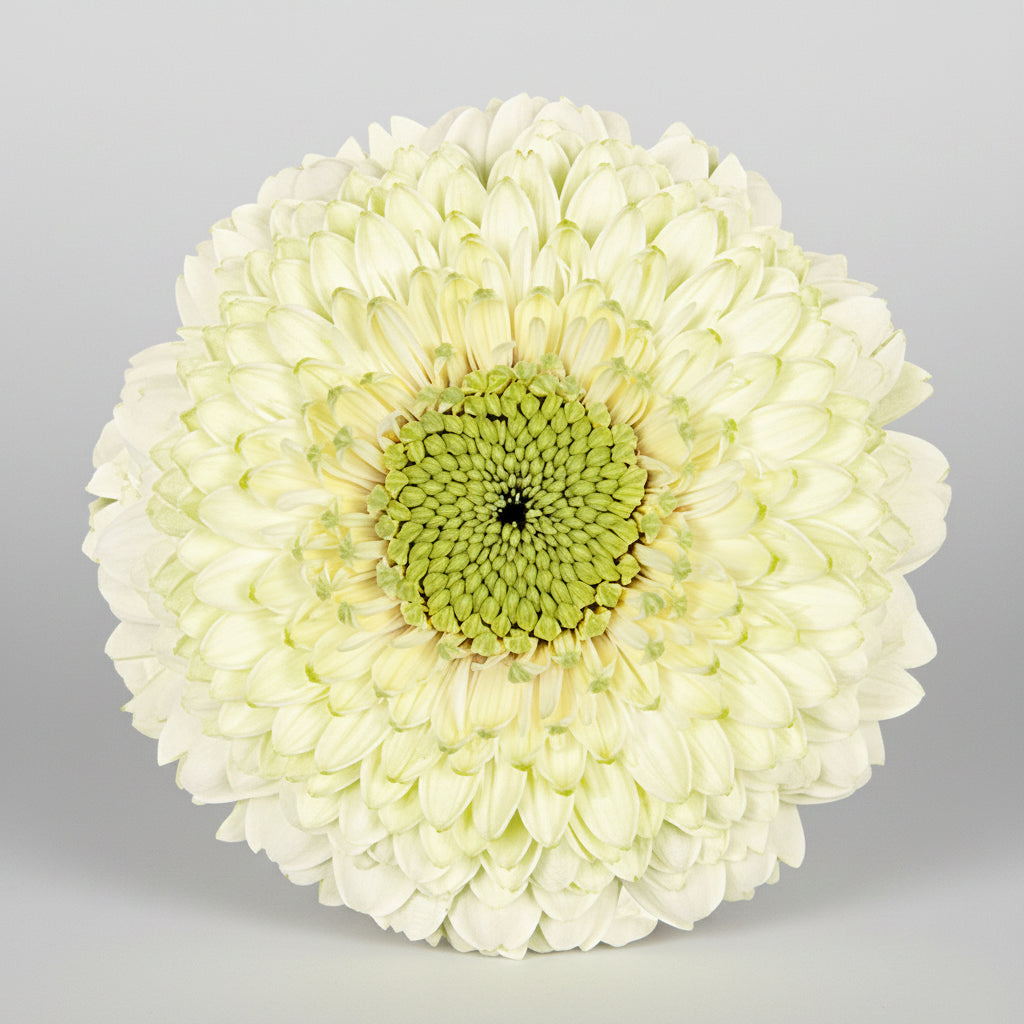 Mini gerbera | Flor Suelta Nuevo Laredo — Paola Flores y Casa
