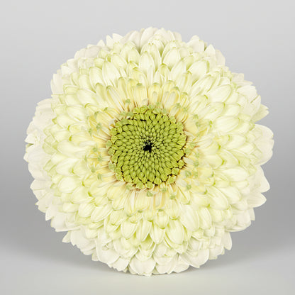 Mini gerbera | Flor Suelta Nuevo Laredo — Paola Flores y Casa