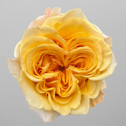 Rosa Garden | 12 tallos