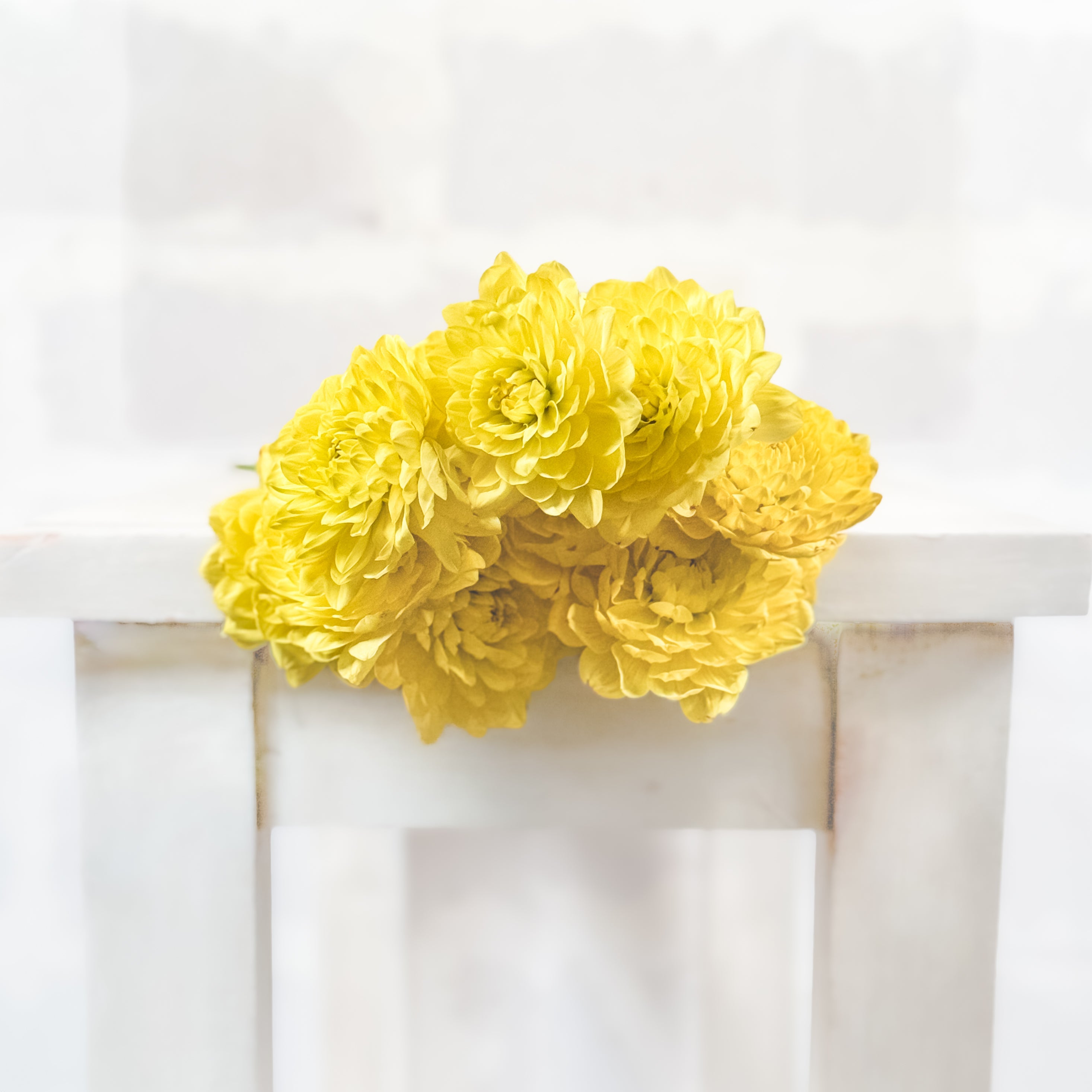 Dalias | Flor Suelta Nuevo Laredo — Paola Flores y Casa