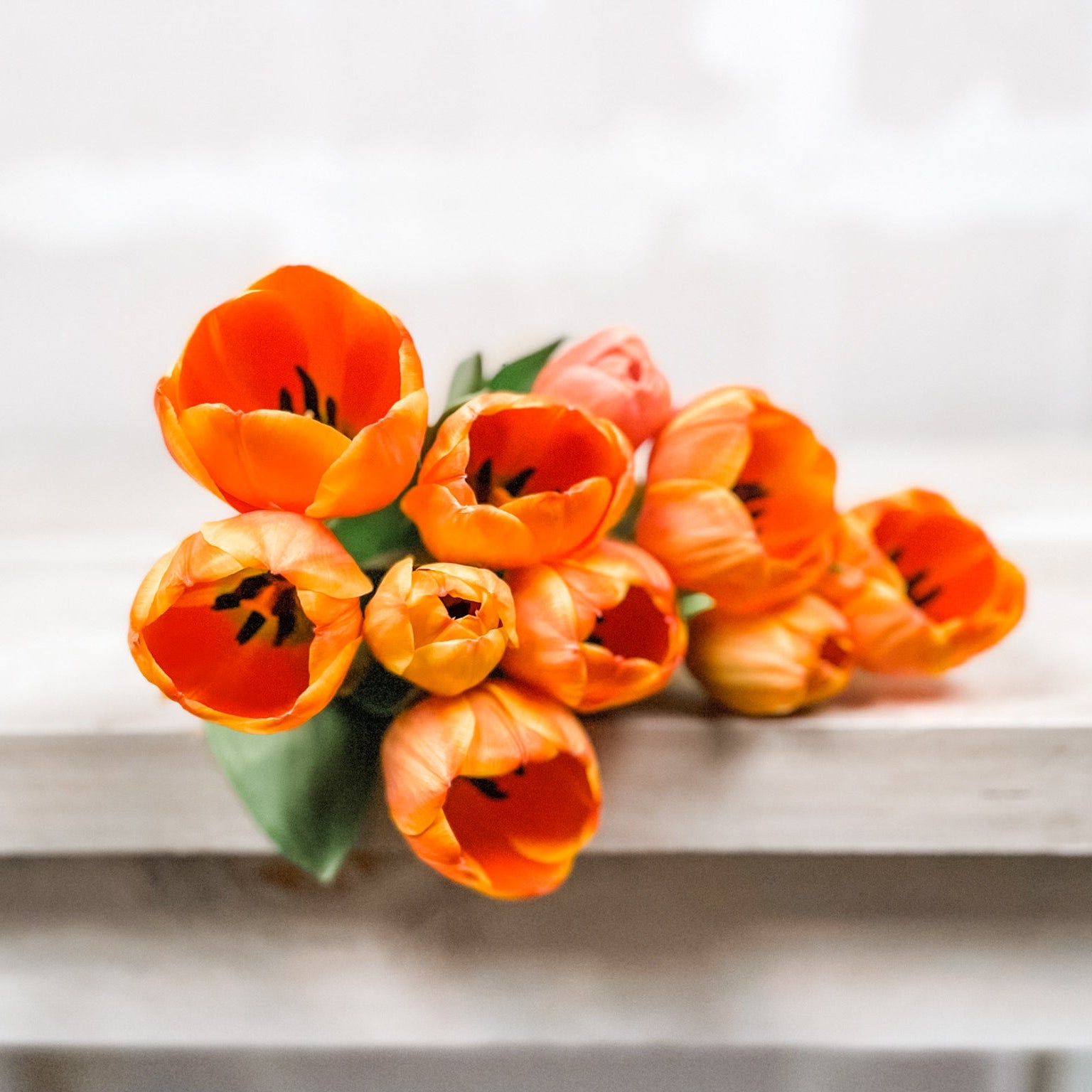 Tulipán | Flor Suelta Nuevo Laredo — Paola Flores y Casa