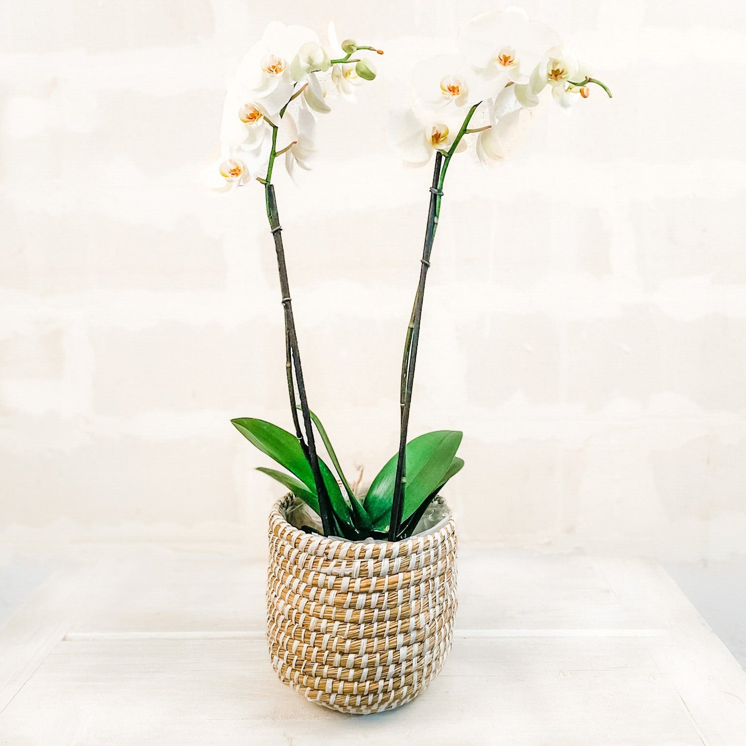 Orquídea en Canasta DM
