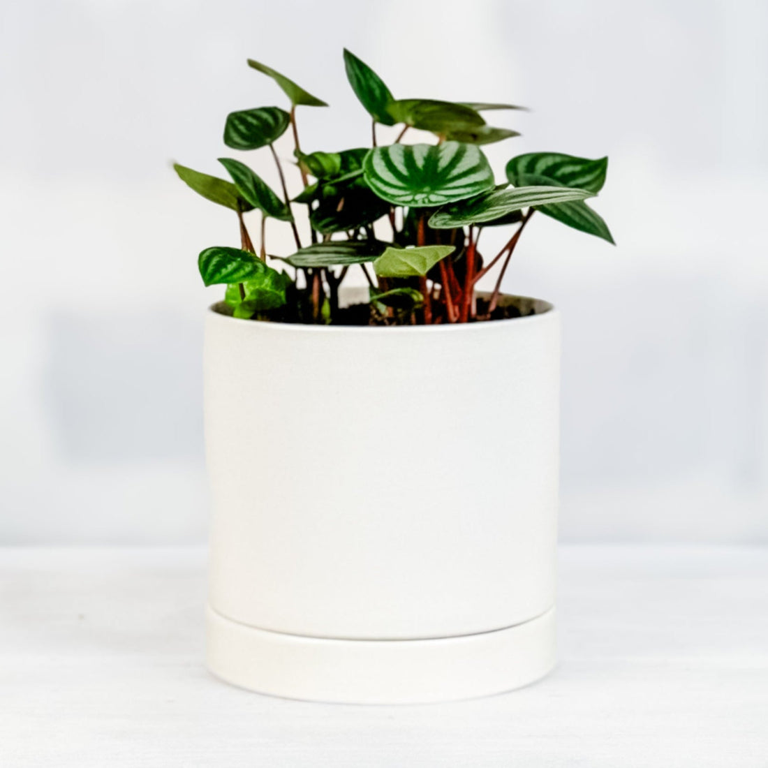 Cascara de Sandía