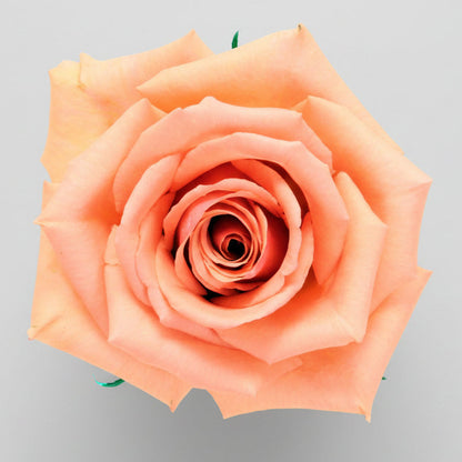 Rosa Export | por tallo