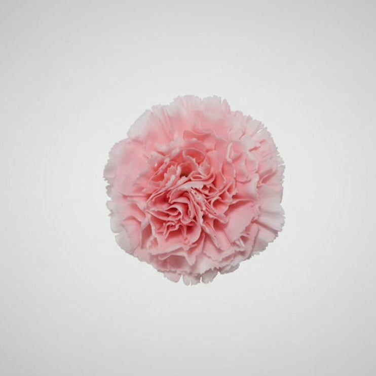Clavel rosa | Flor Suelta Nuevo Laredo — Paola Flores y Casa