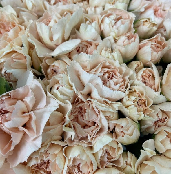 Clavel champagne | Flor Suelta Nuevo Laredo — Paola Flores y Casa