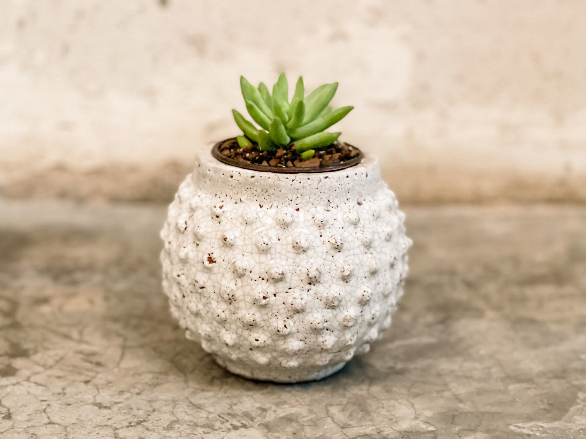 Maceta bolitas