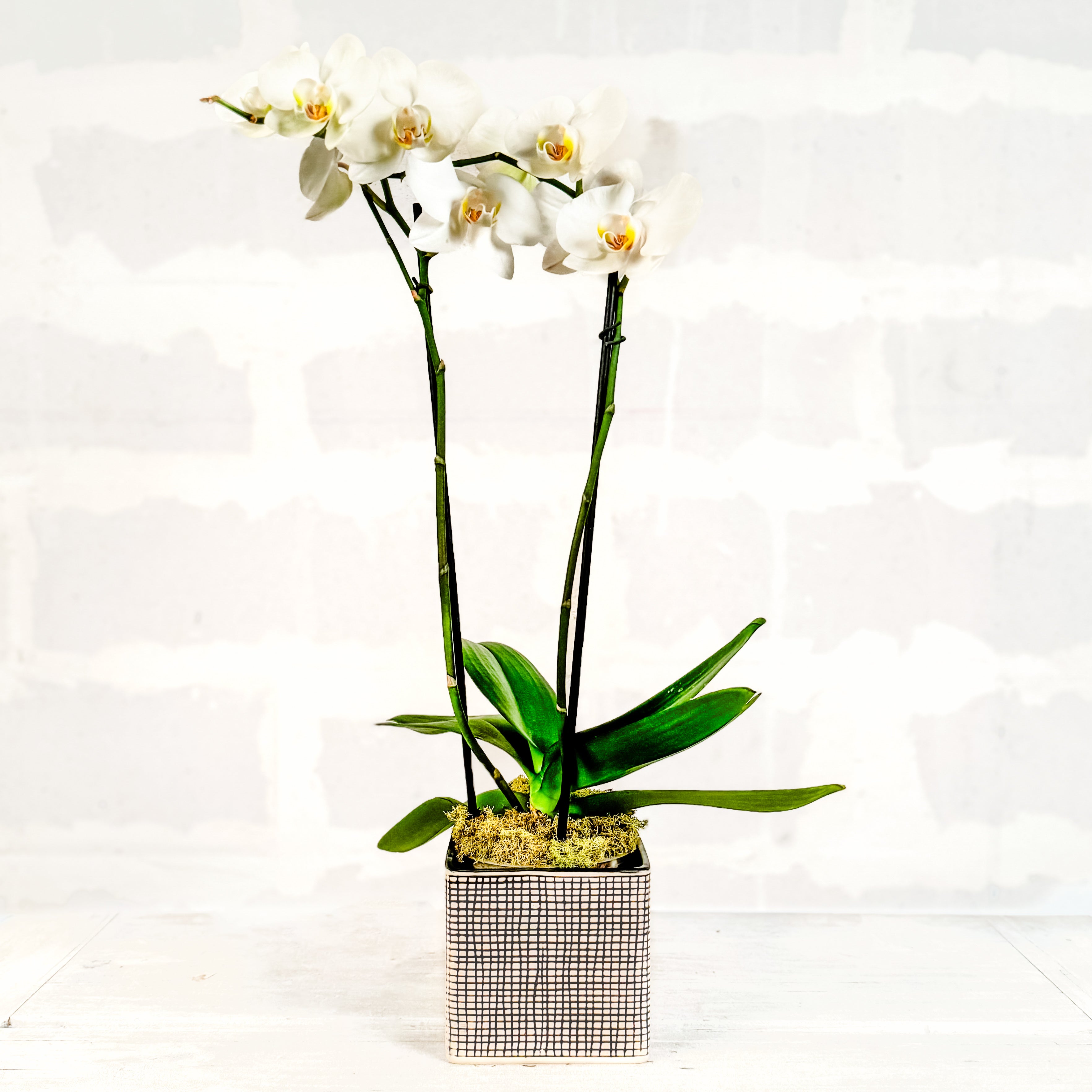 Orquídea en base Cuadrícula DM