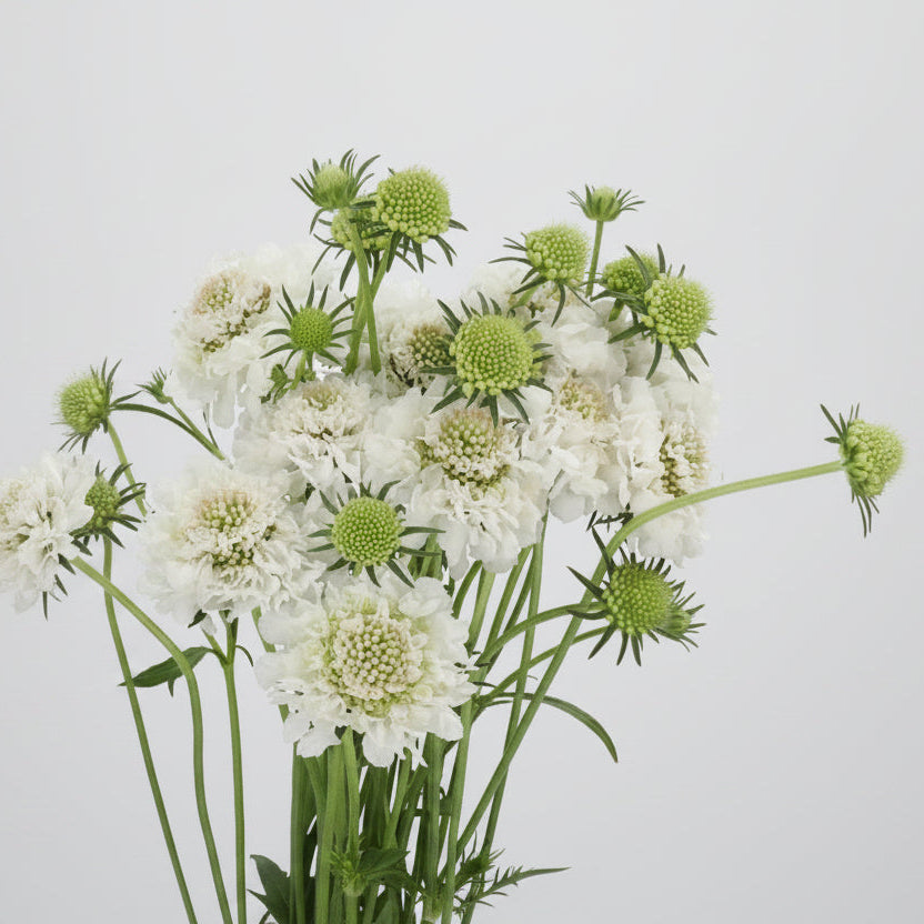Flor de escabiosa blanca fresca en bonche, flor suelta bajo pedido especial para decorar tu hogar, entrega programada en Nuevo Laredo
