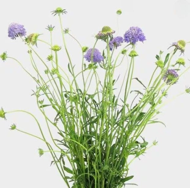 Flor de escabiosa lila fresca en bonche, flor suelta bajo pedido especial para decorar tu hogar, entrega programada en Nuevo Laredo
