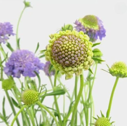 Flor de Escabiosa | bonche