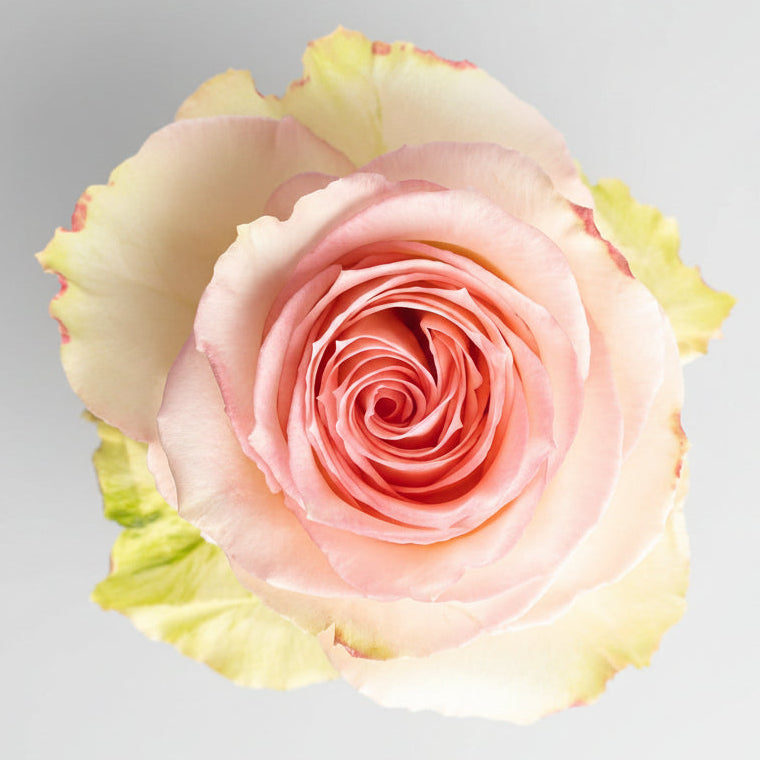 Rosa Export | por tallo